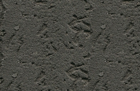 JSM-007